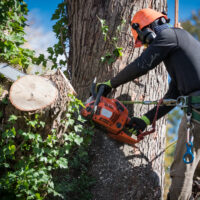 How to Choose the Best Tree Removal Company Near You