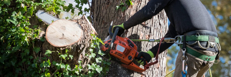 Tree Removal Cost Sydney