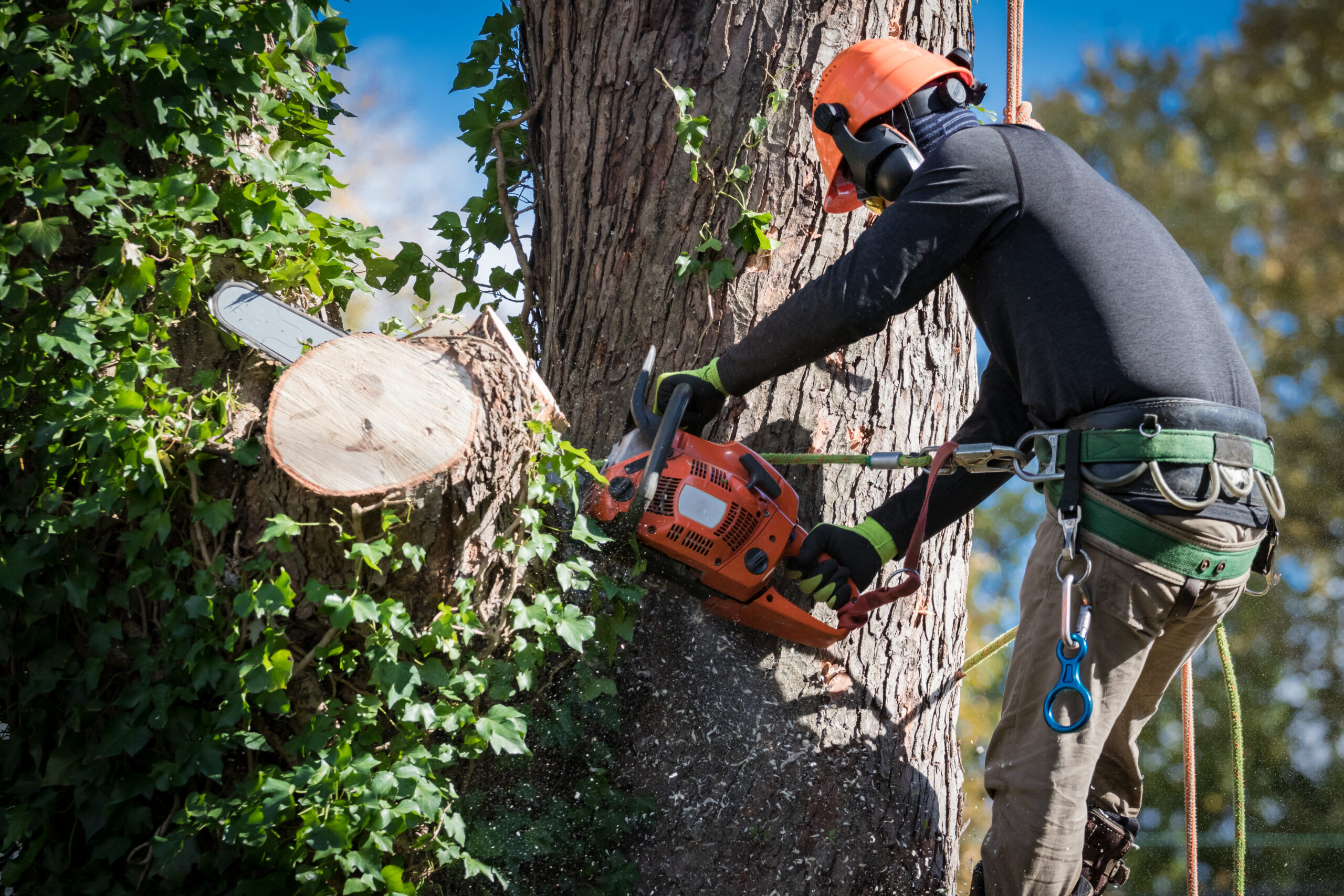 tree removal services