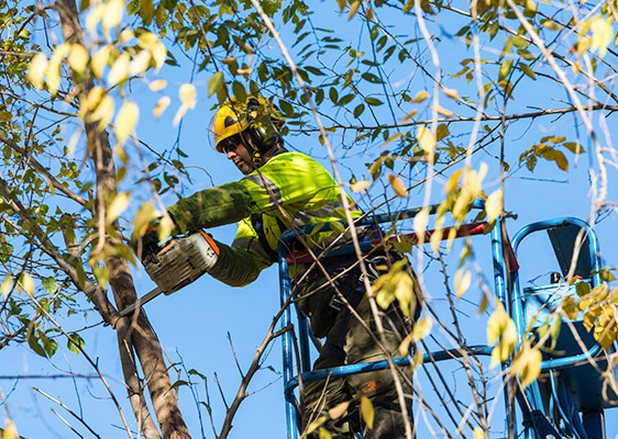 tree pruning