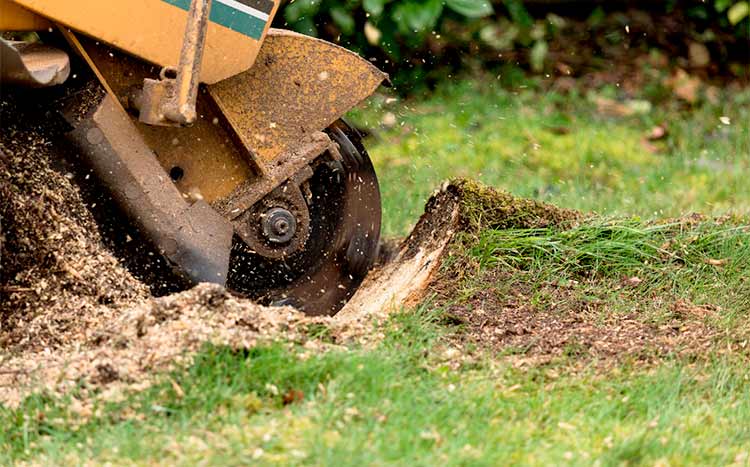 stump grinding