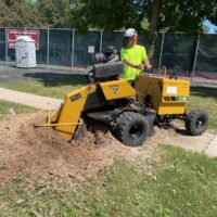 The Ultimate Guide to Choosing the Right Tree Stump Grinder for Your Property