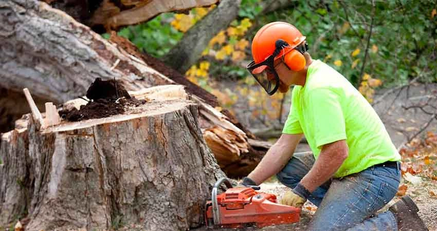 tree removal