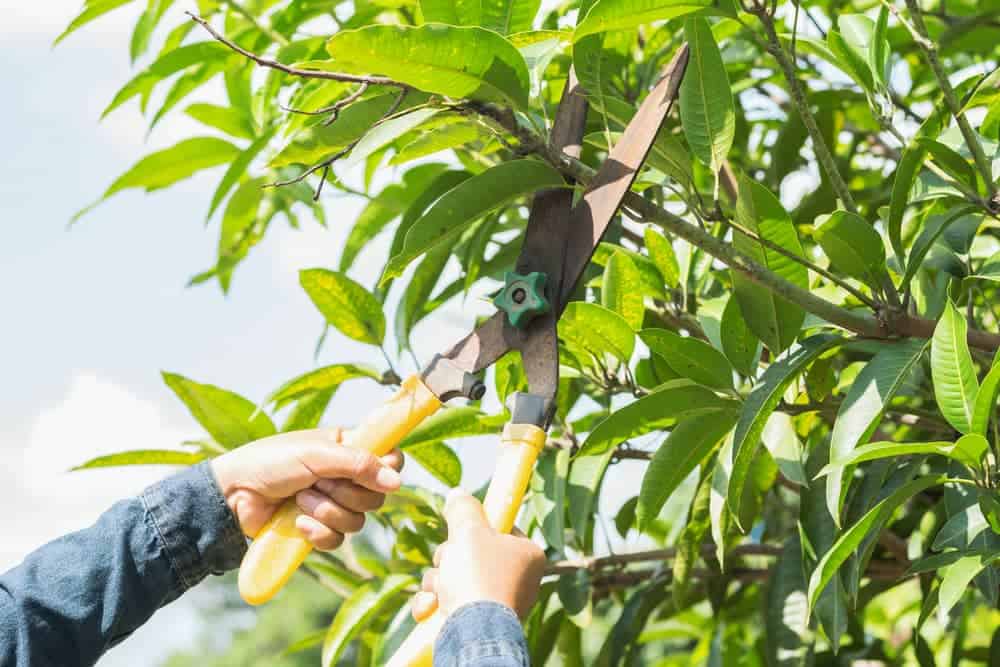 tree pruning