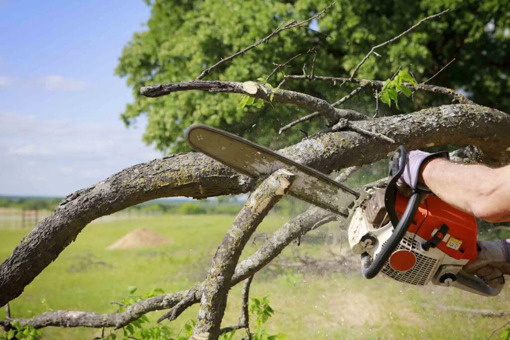 tree removal