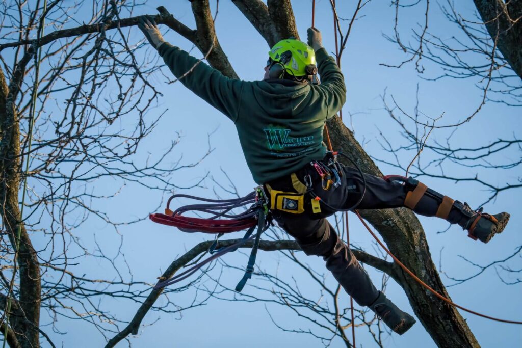 Tree Removal Cost Sydney