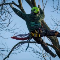 Finding Reliable Tree Pruning Near Me for Your Yard