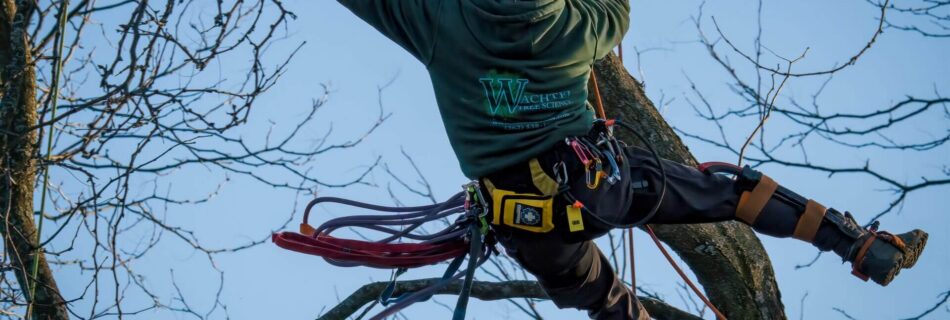 Tree Removal Cost Sydney
