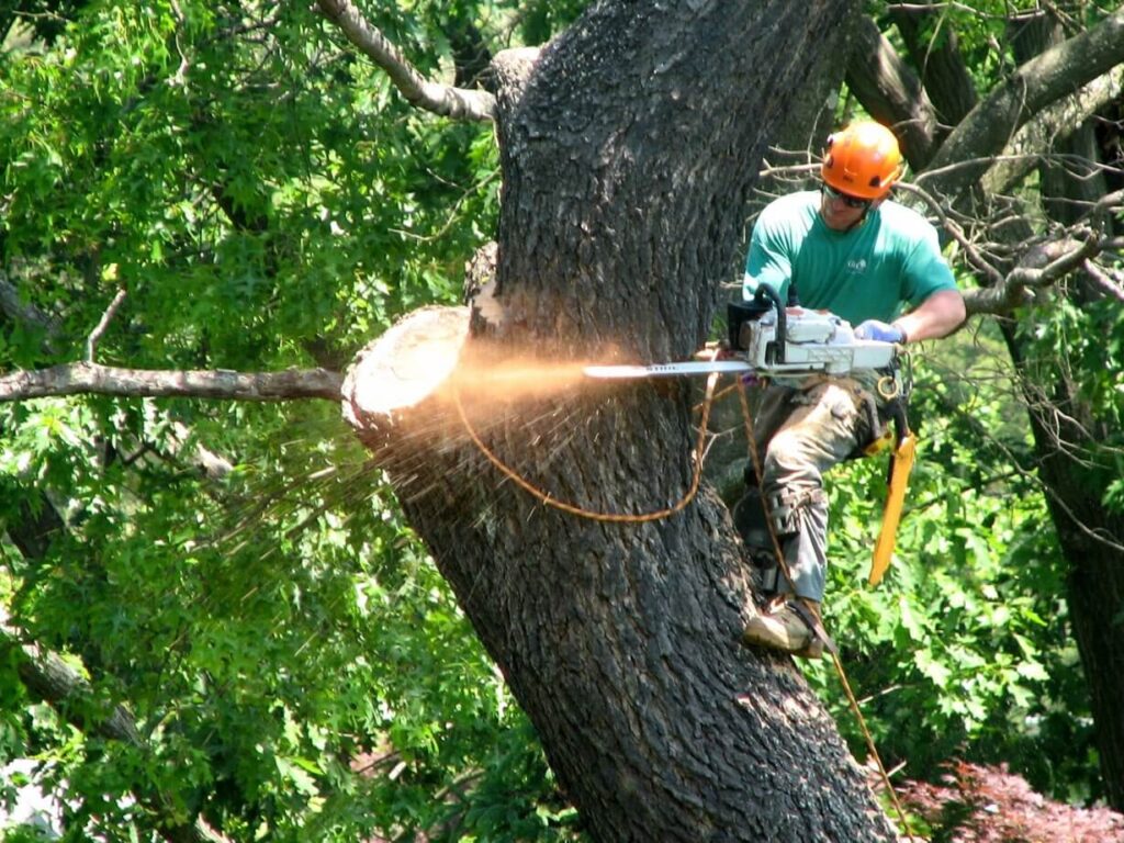 Best Tree Removal Services in Sydney