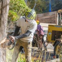 A Guide to the Best Tree Removal Services in Sydney