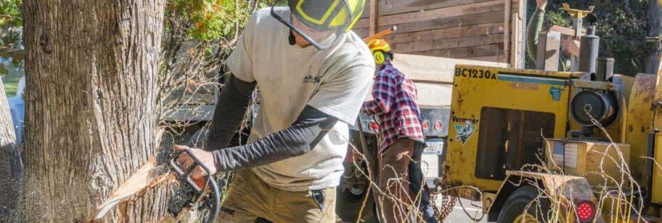 Best Tree Removal Services in Sydney