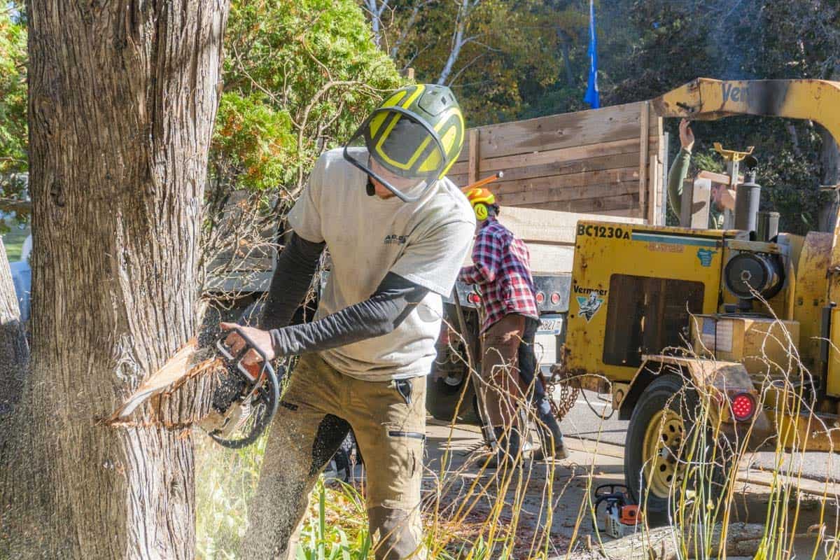 Best Tree Removal Services in Sydney