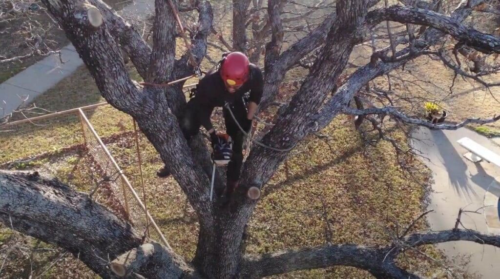 Reliable Tree Pruning Near Me