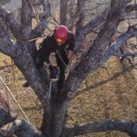 What Does A Tree Removal Service Actually Do From Start To Finish