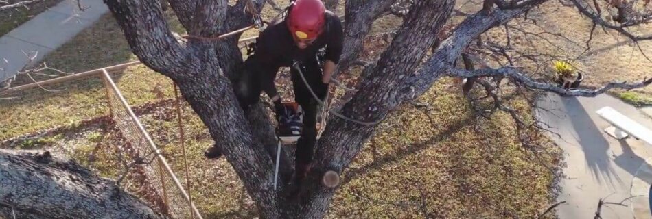 tree removal service