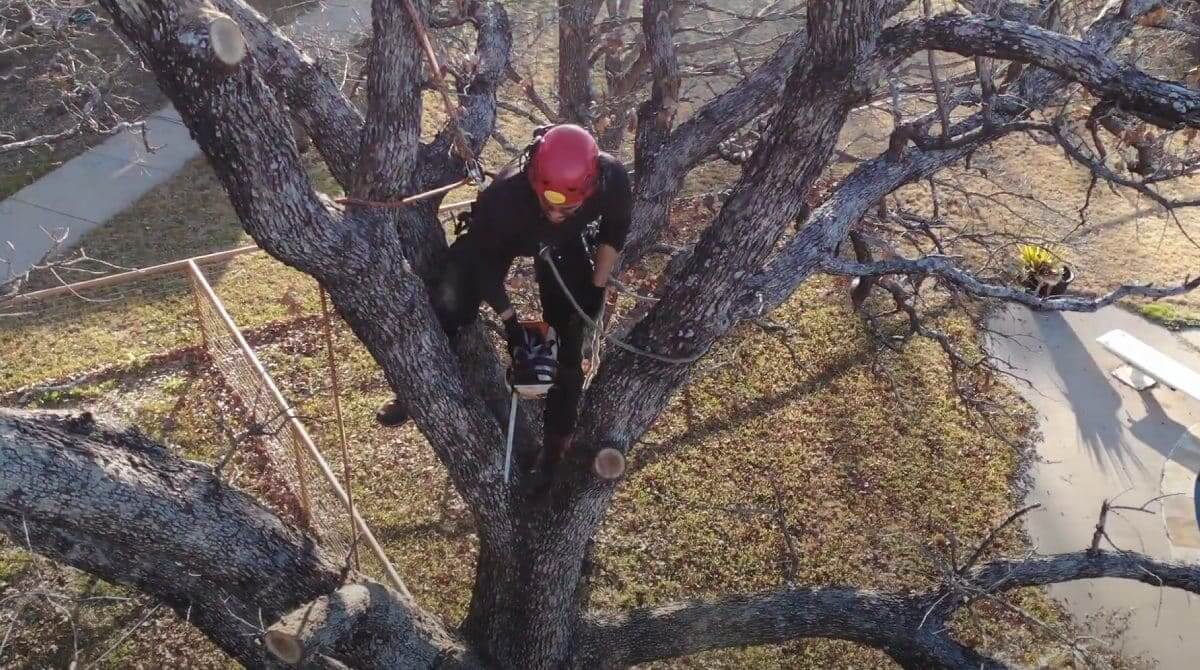 tree removal service