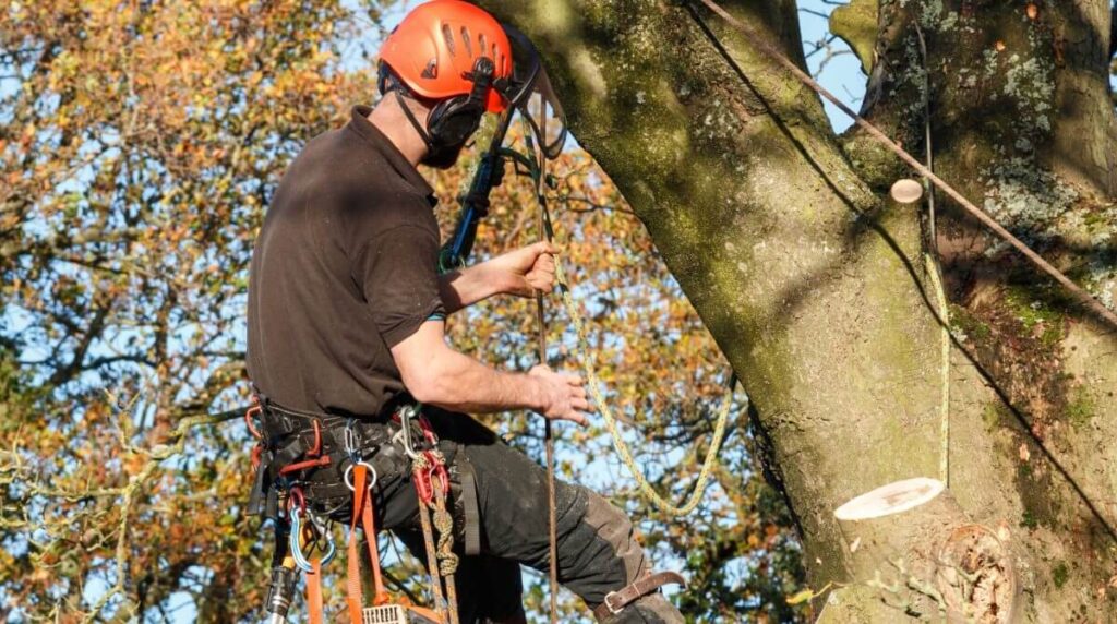 Reliable Tree Pruning Near Me