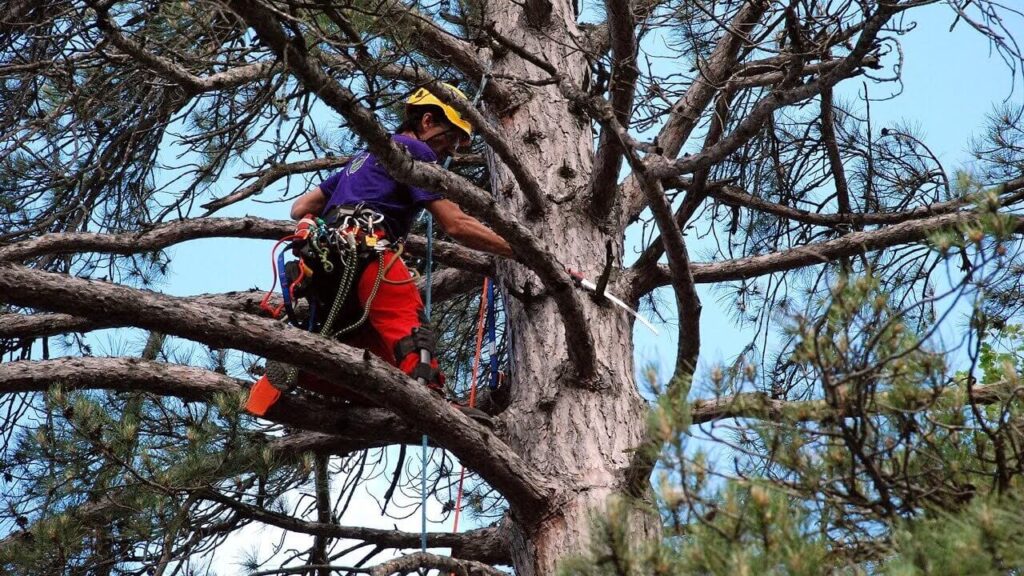 Reliable Tree Pruning Near Me