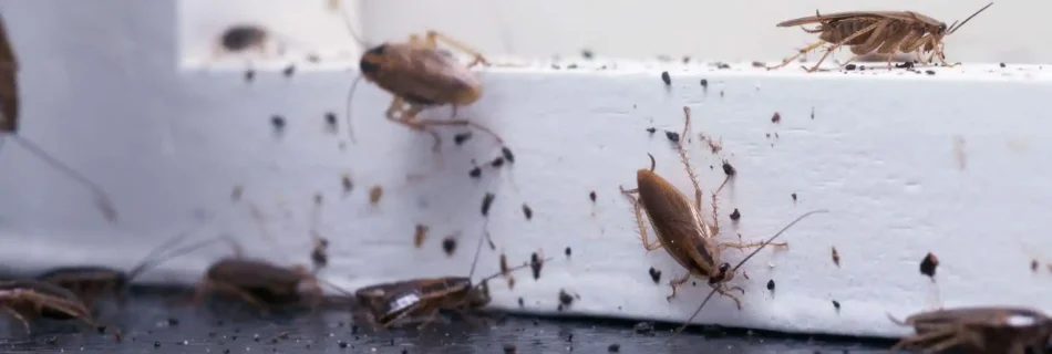 Stay Alert: Common Indicators of Termite Sydney Residents Often Overlook