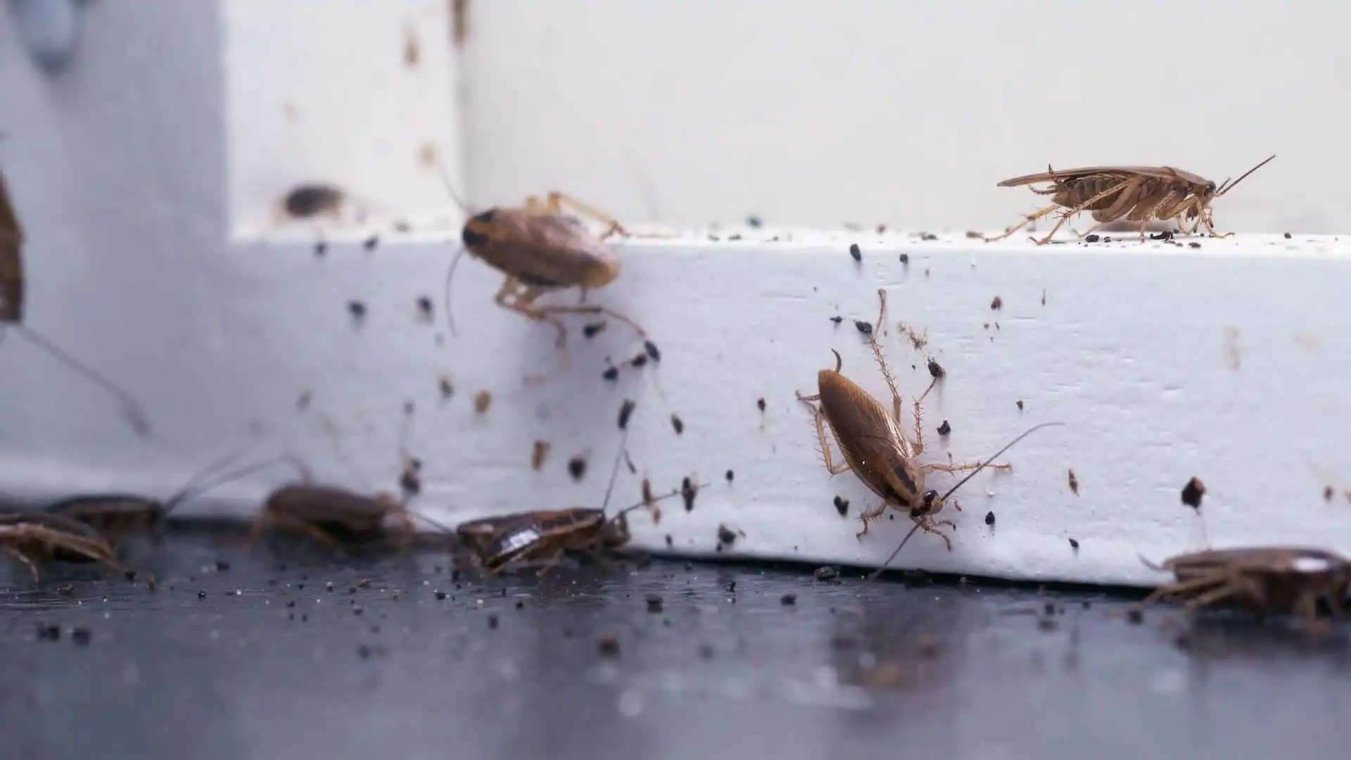 Stay Alert: Common Indicators of Termite Sydney Residents Often Overlook