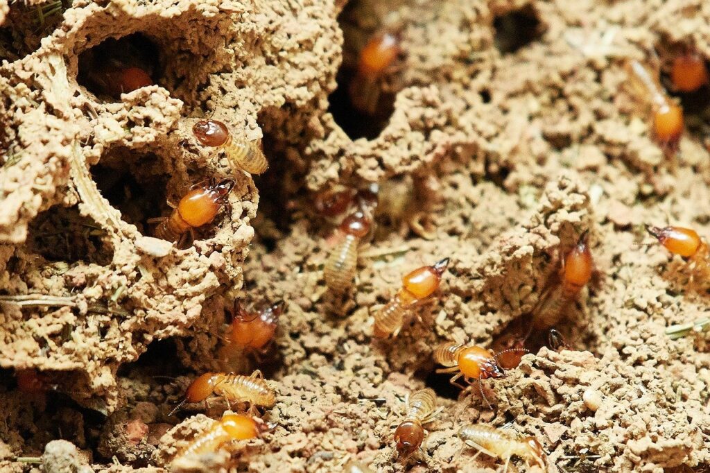 Choosing the Best Termite Pest Control Sydney Has to Offer