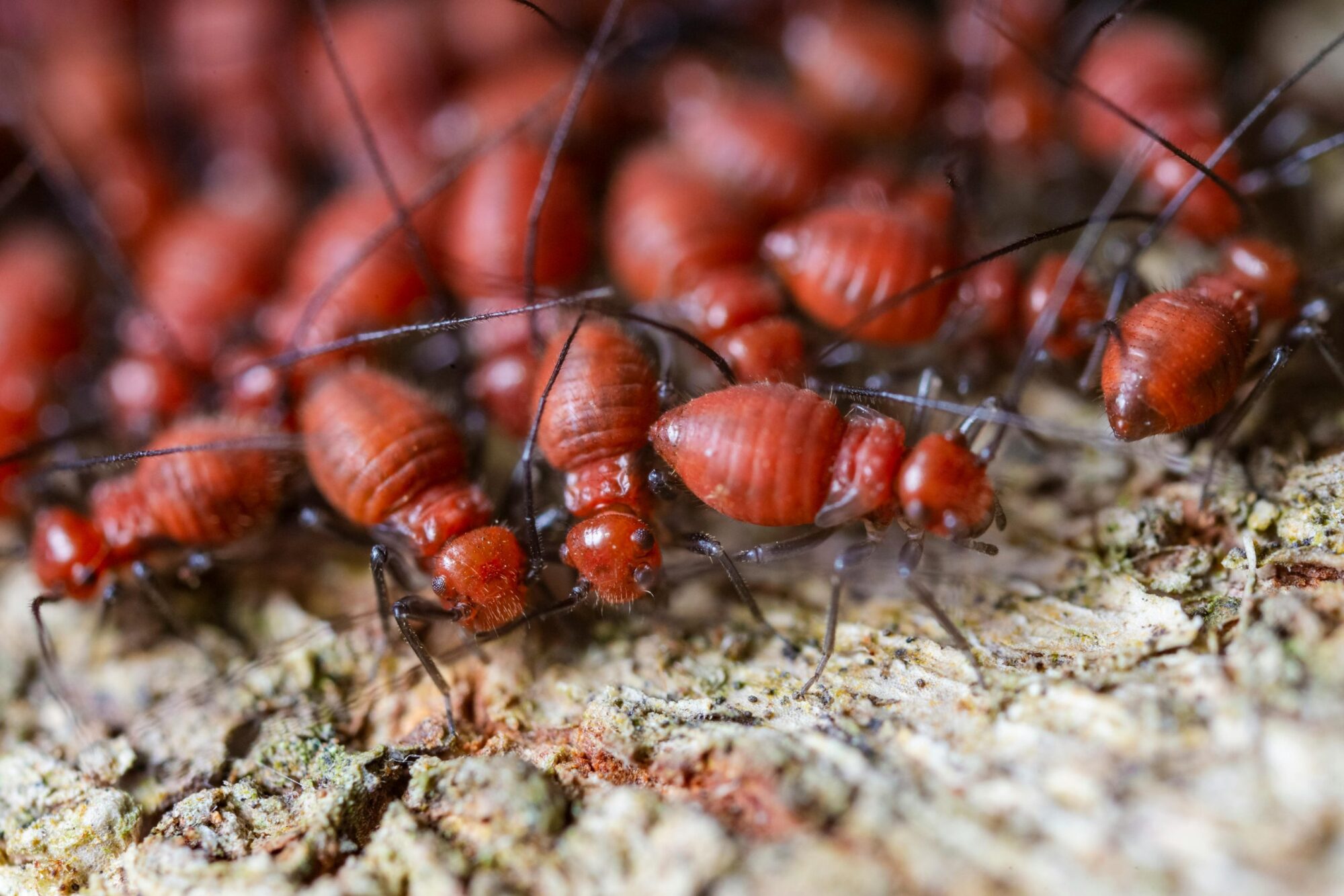 Choosing the Best Termite Pest Control Sydney Has to Offer