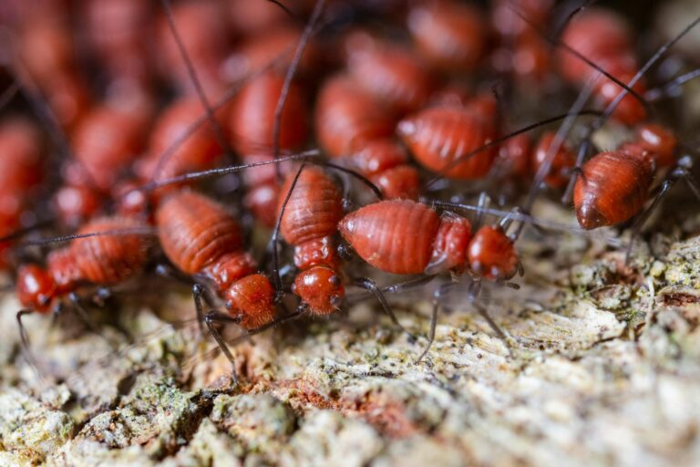 Choosing the Best Termite Pest Control Sydney Has to Offer