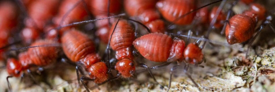 Choosing the Best Termite Pest Control Sydney Has to Offer