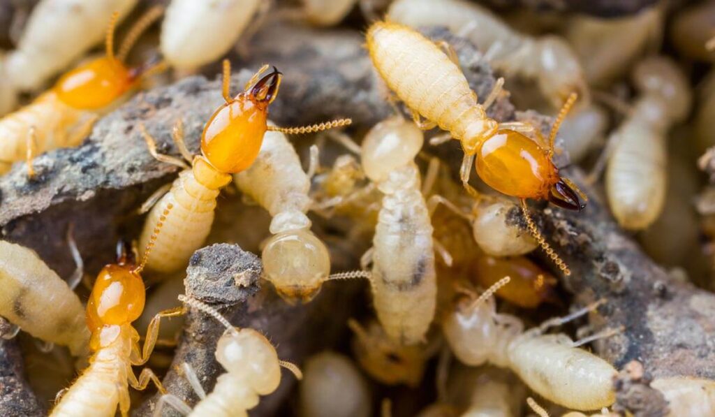 Stay Alert: Common Indicators of Termite Sydney Residents Often Overlook