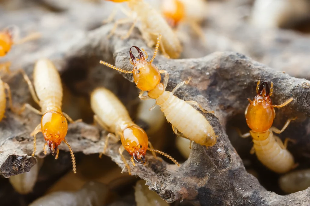 Choosing the Best Termite Pest Control Sydney Has to Offer
