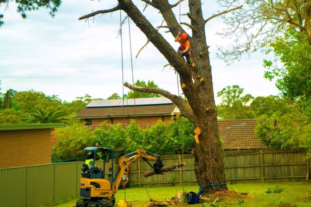 Tree Removal
