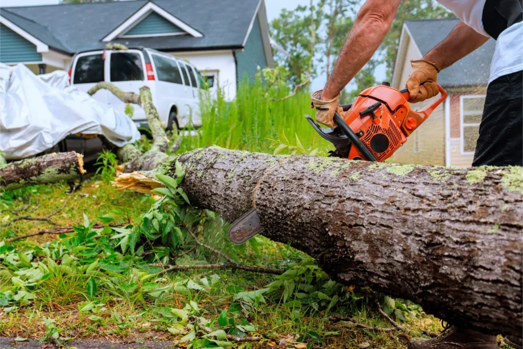 Why Tree Removal Sydney Property Owners Rely On Matters More Than Ever

