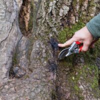 Why Tree Removal Sydney Property Owners Rely On Matters More Than Ever