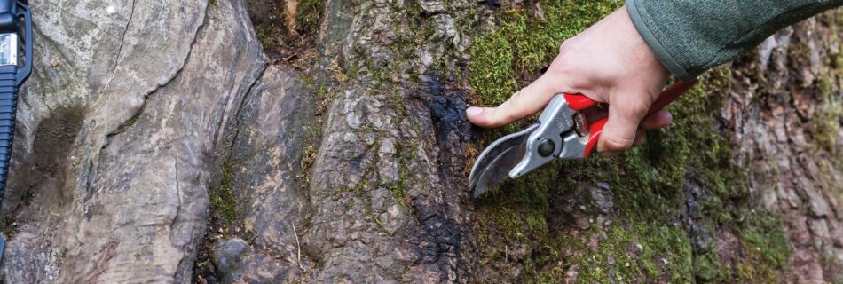 Why Tree Removal Sydney Property Owners Rely On Matters More Than Ever