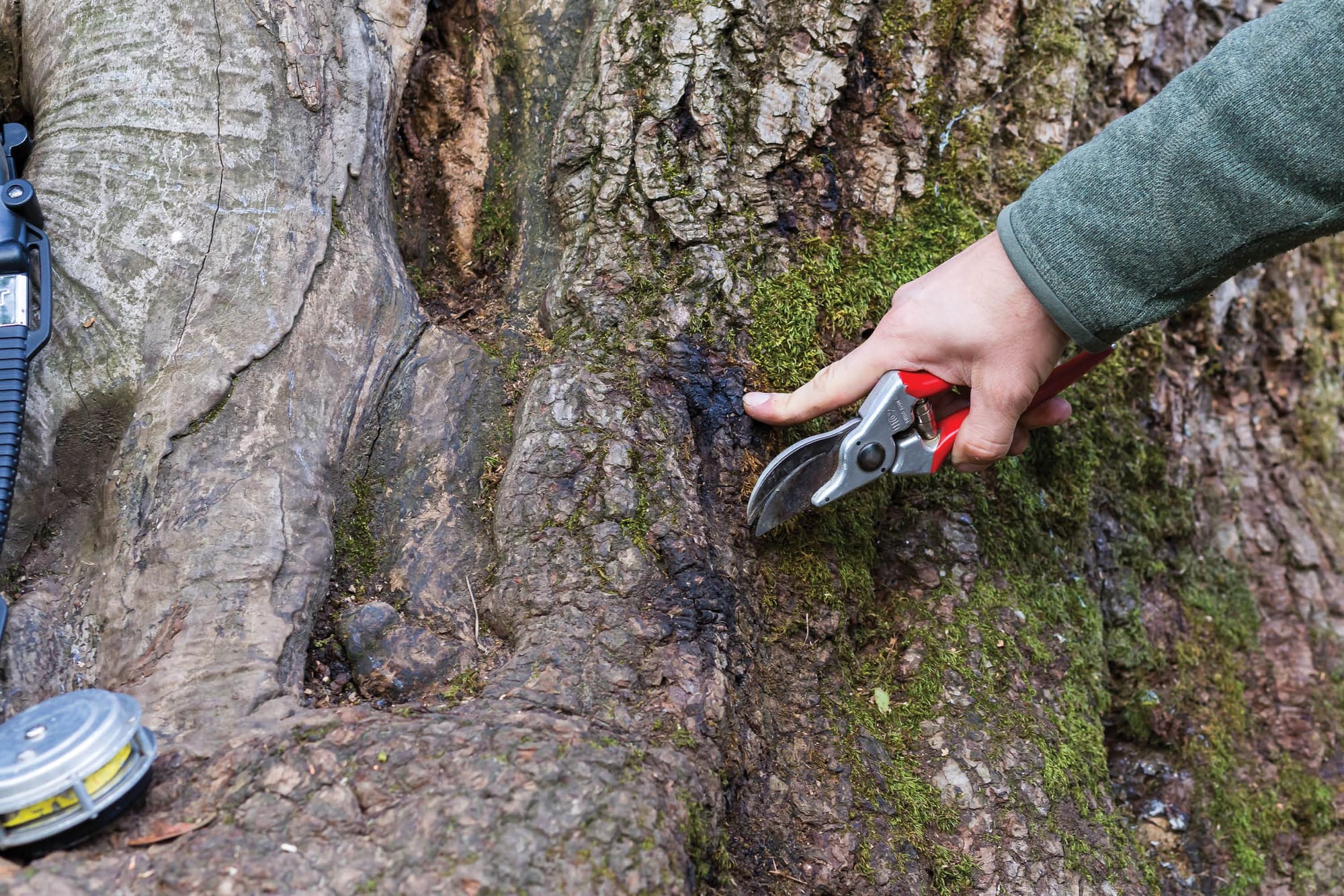 Why Tree Removal Sydney Property Owners Rely On Matters More Than Ever